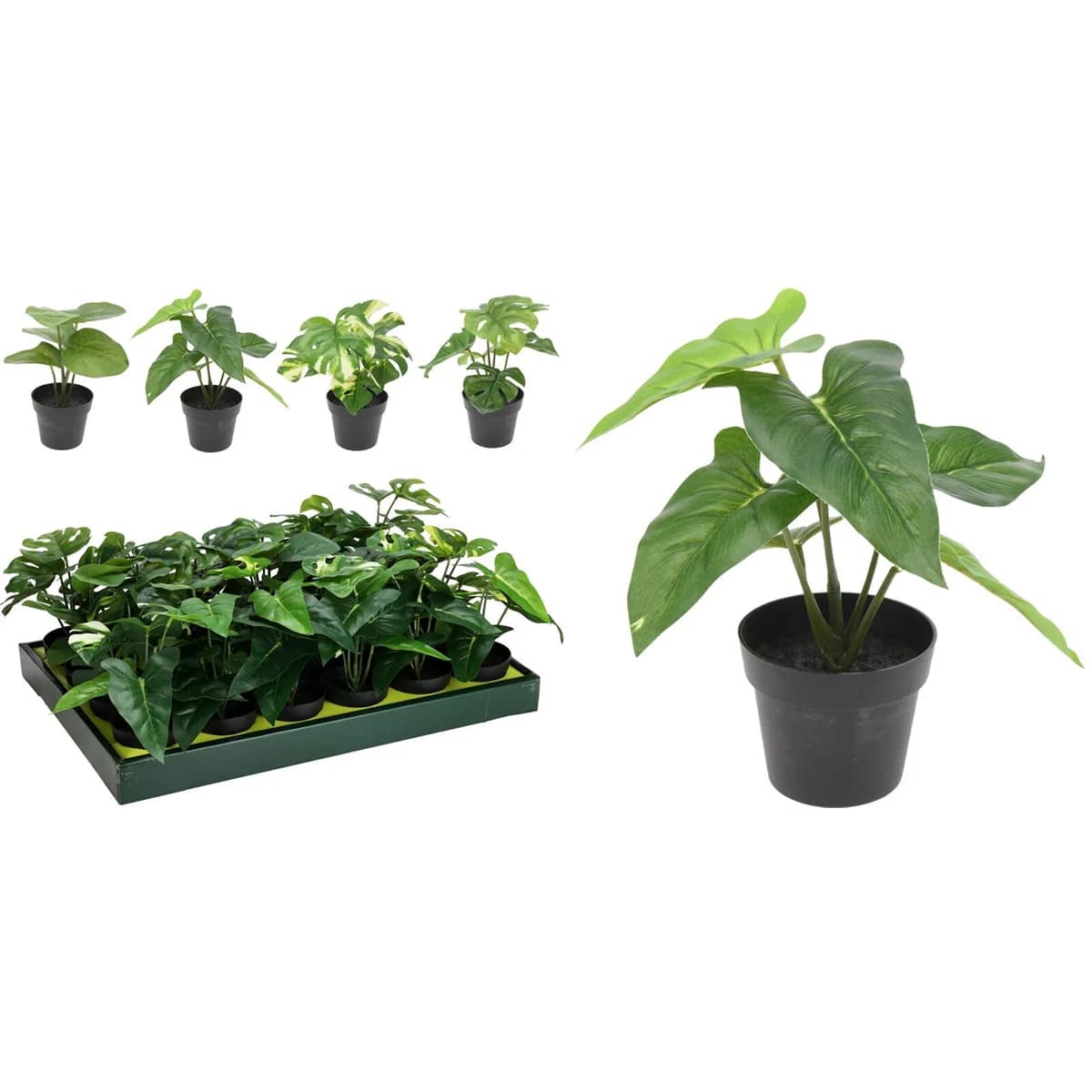 Pottaplanta