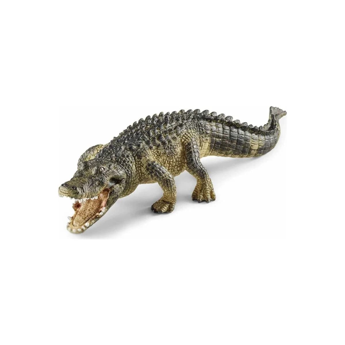 Alligator