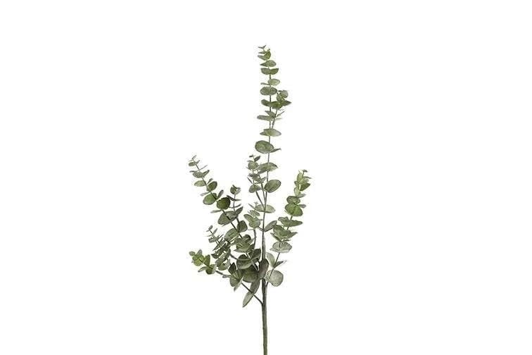Eucalyptus grein