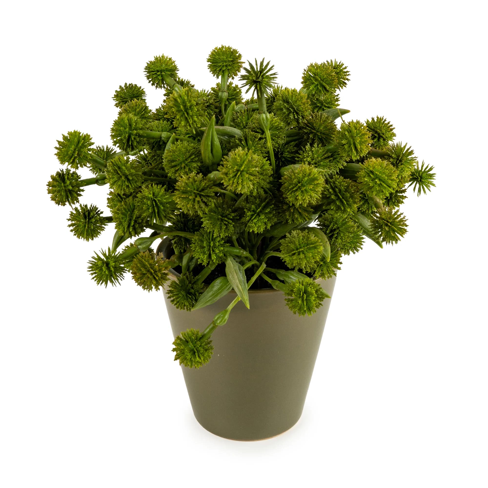 Allium Planta í keramík potti